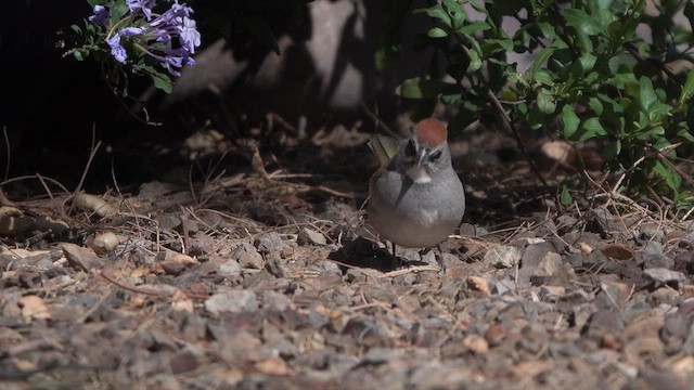 Green-tailed Towhee - ML633263789