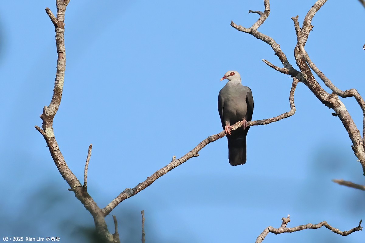 Andaman Wood-Pigeon - ML633263812