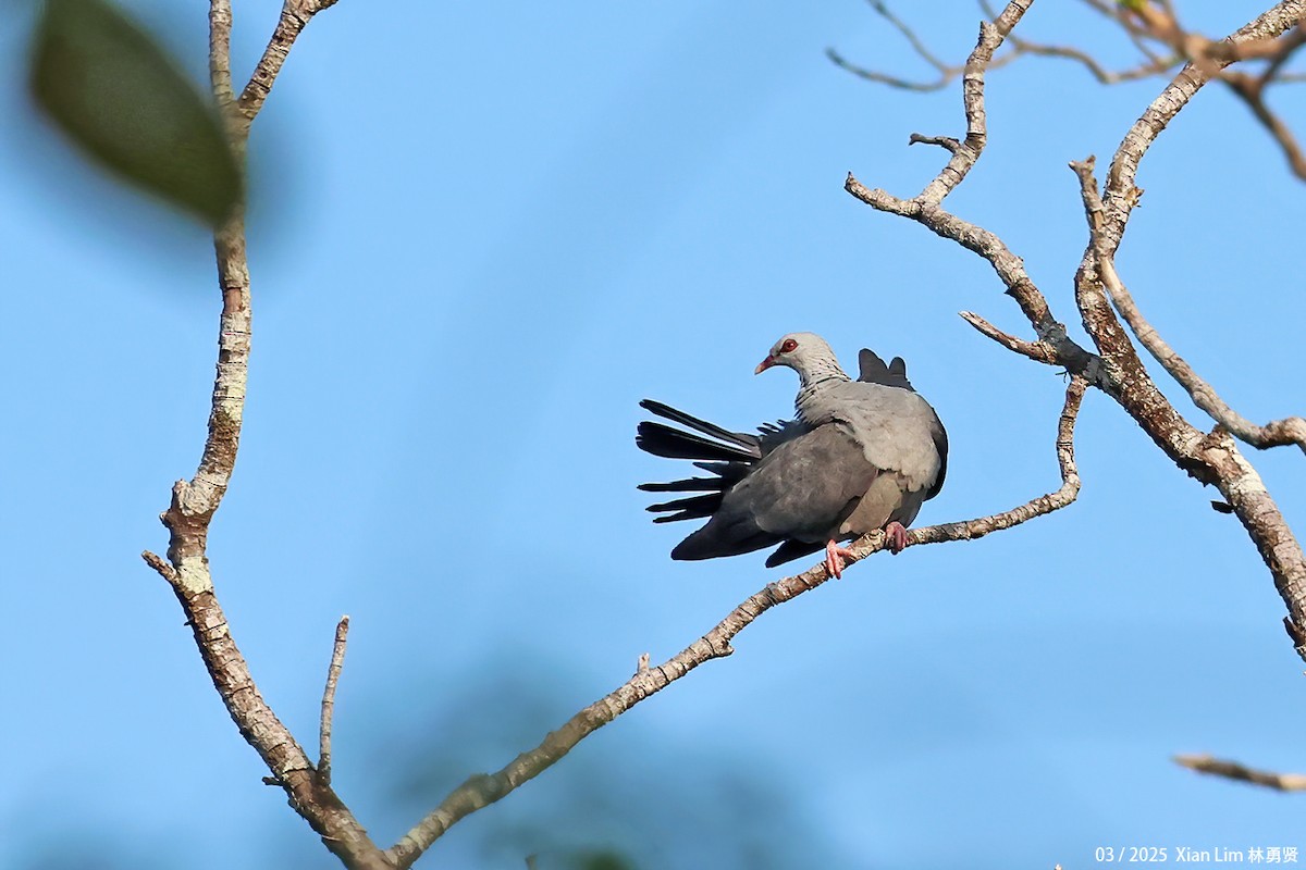 Andaman Wood-Pigeon - ML633263813