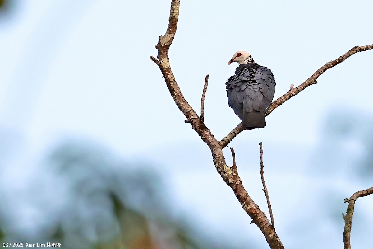 Andaman Wood-Pigeon - ML633263814