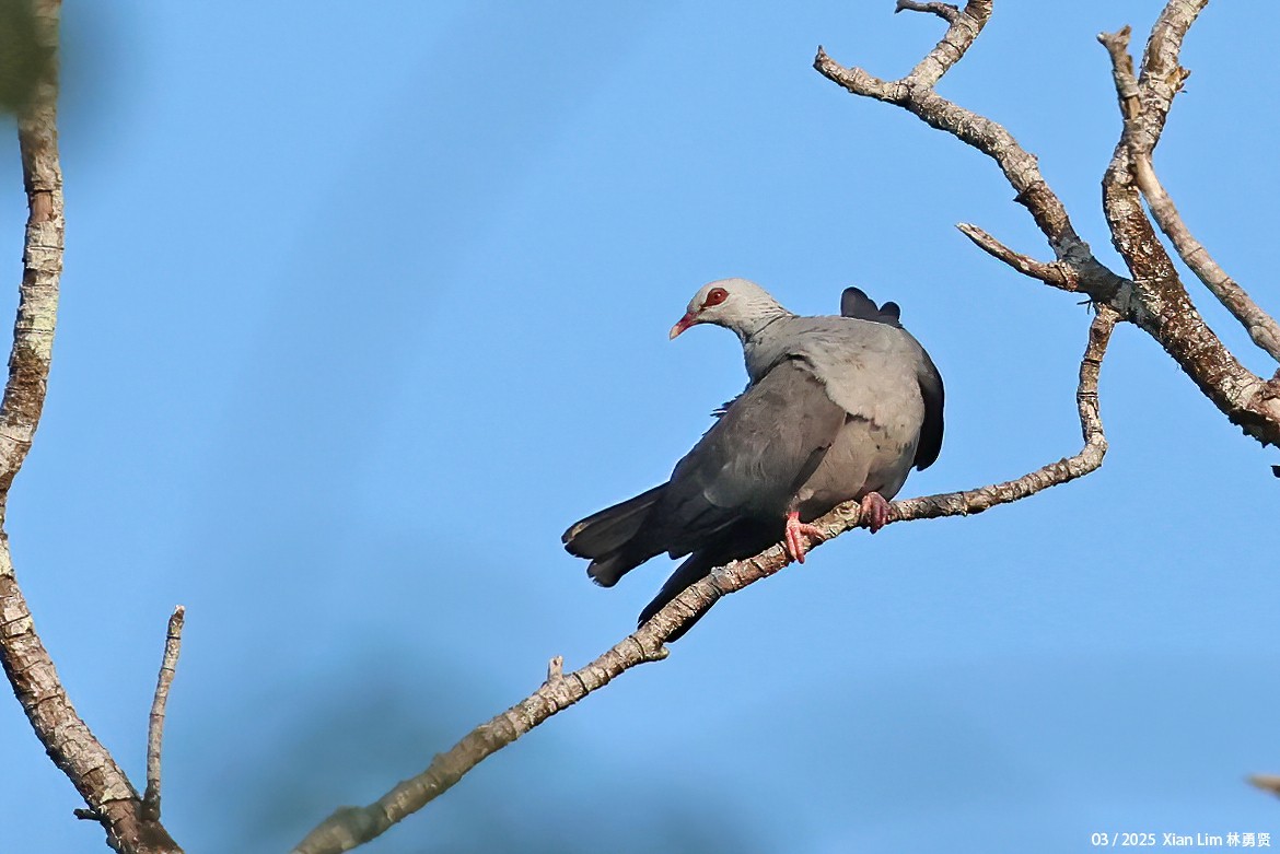 Andaman Wood-Pigeon - ML633263815