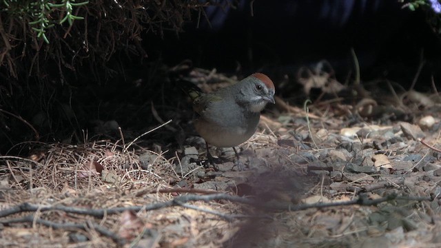 Green-tailed Towhee - ML633263841