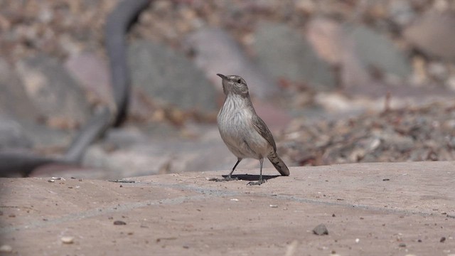 Rock Wren - ML633263850