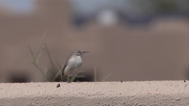 Rock Wren - ML633263863