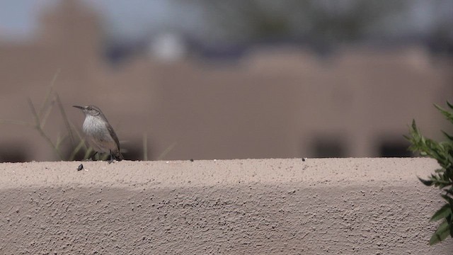 Rock Wren - ML633263880
