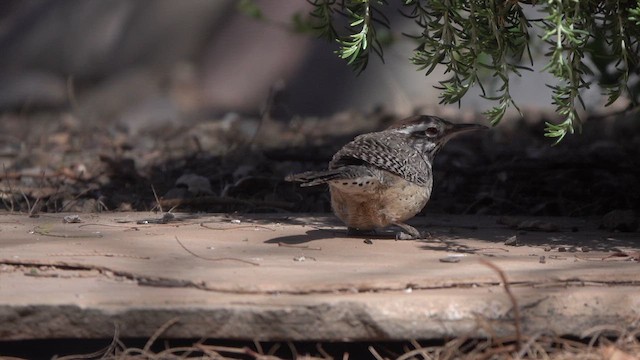 Cactus Wren - ML633264073