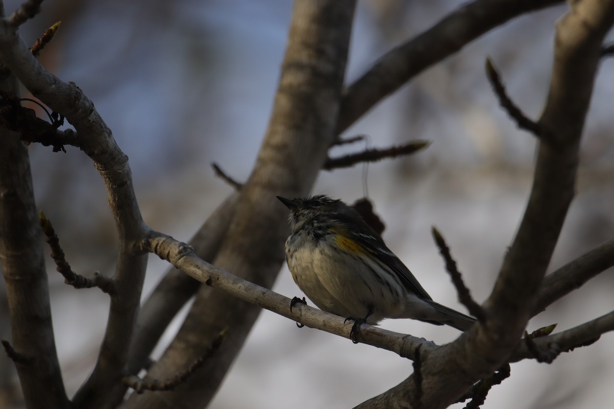 Yellow-rumped Warbler (Myrtle) - ML633264161