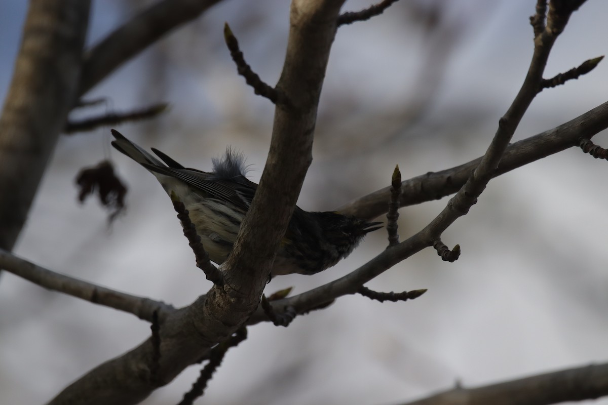 Yellow-rumped Warbler (Myrtle) - ML633264177