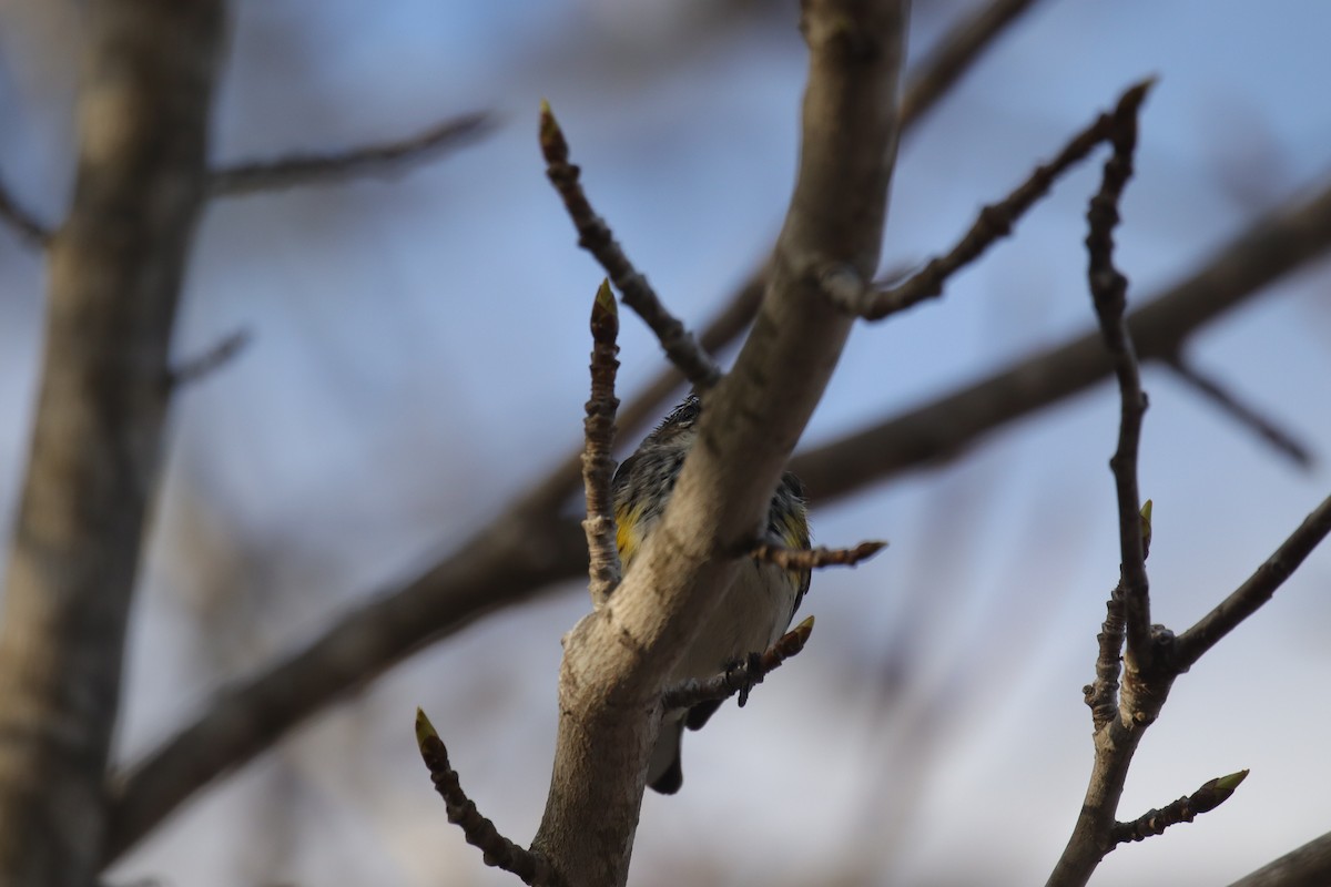 Yellow-rumped Warbler (Myrtle) - ML633264179