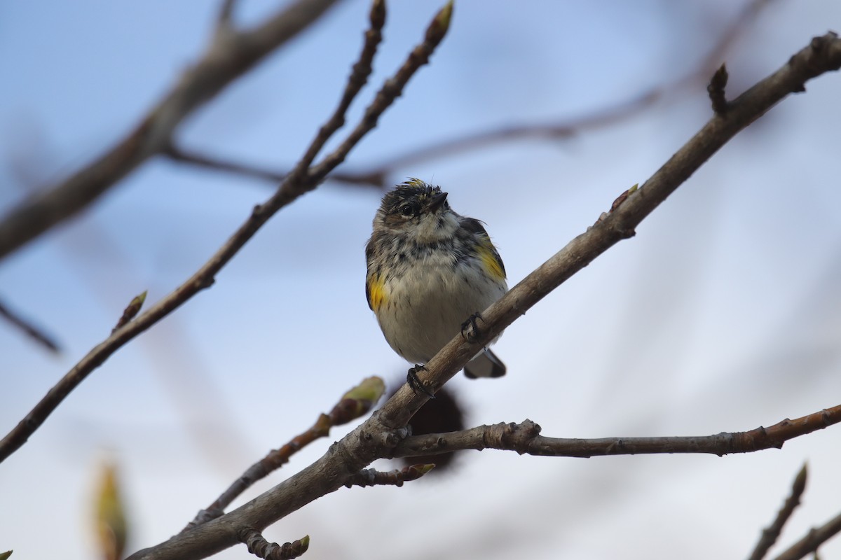 Yellow-rumped Warbler (Myrtle) - ML633264187