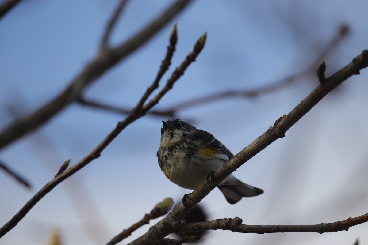 Yellow-rumped Warbler (Myrtle) - ML633264188
