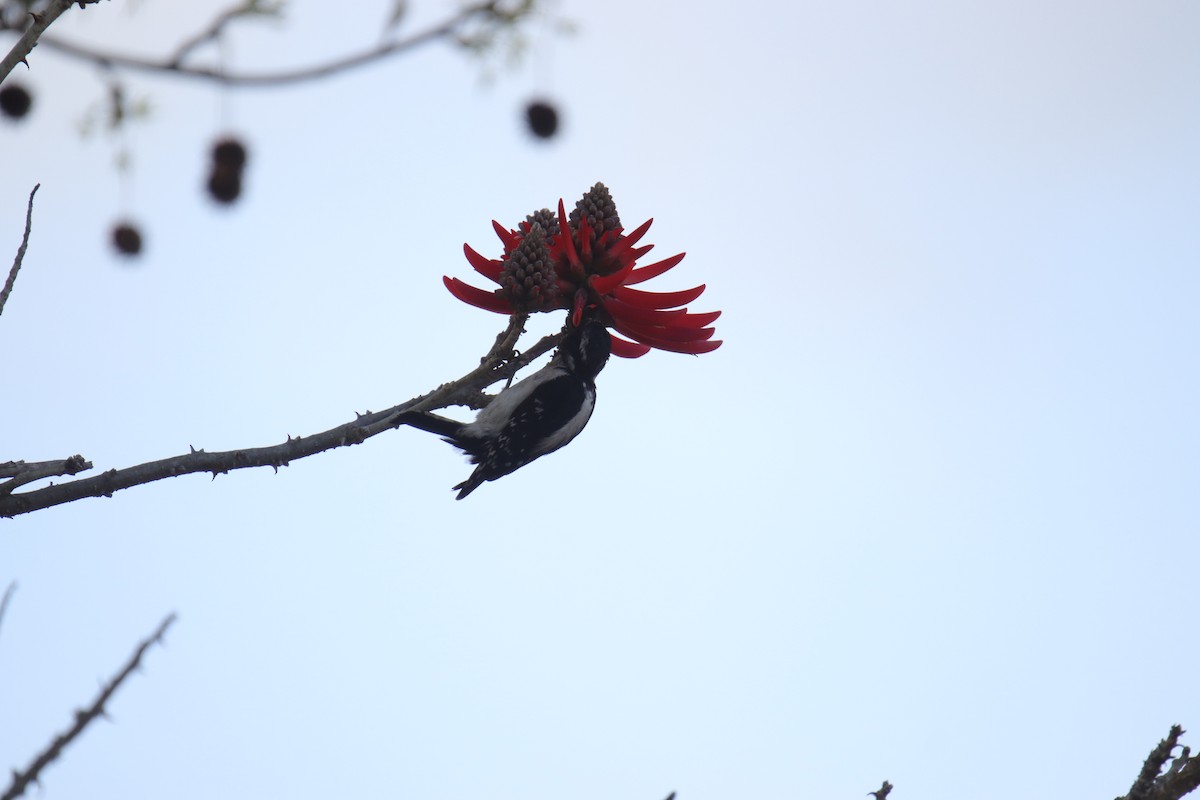 Downy Woodpecker - ML633264196