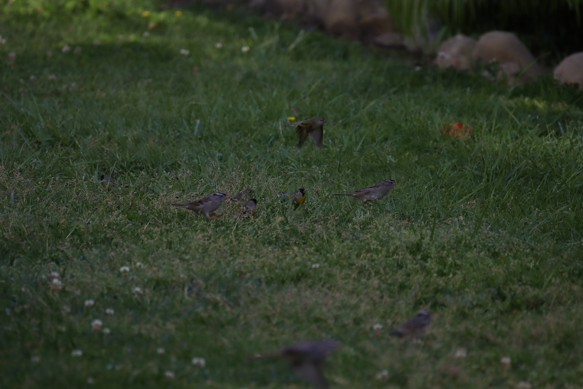 Lawrence's Goldfinch - ML633264206