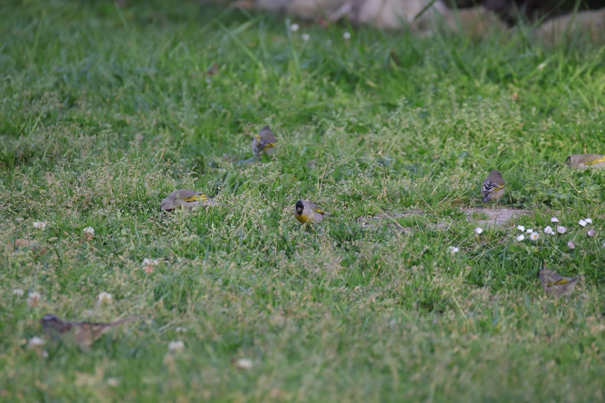 Lawrence's Goldfinch - ML633264212