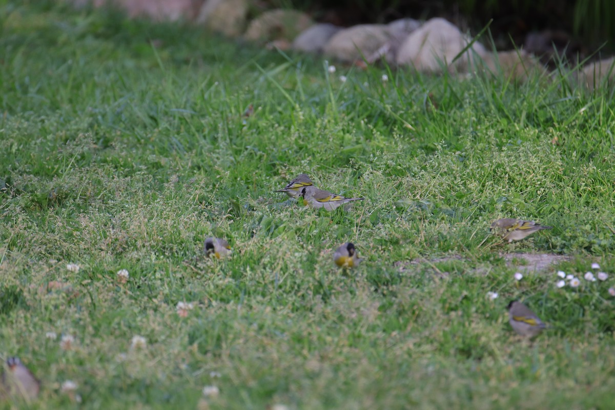 Lawrence's Goldfinch - ML633264214