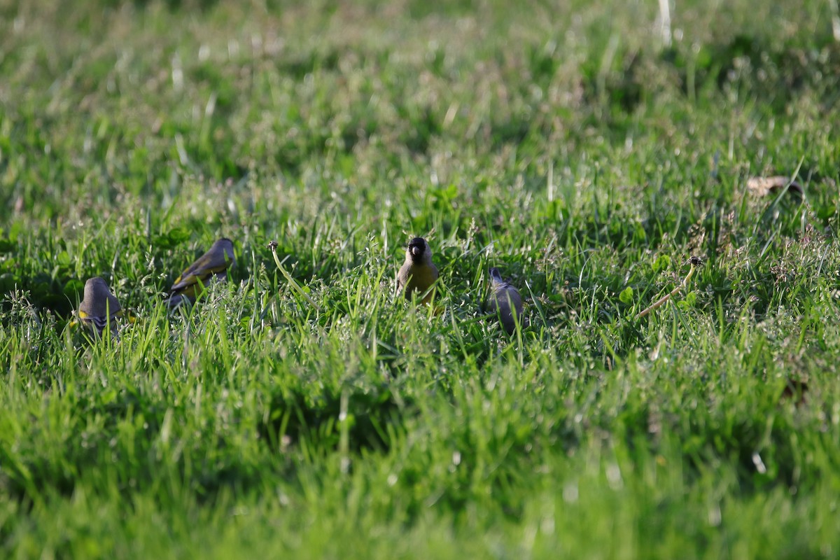Lawrence's Goldfinch - ML633264220