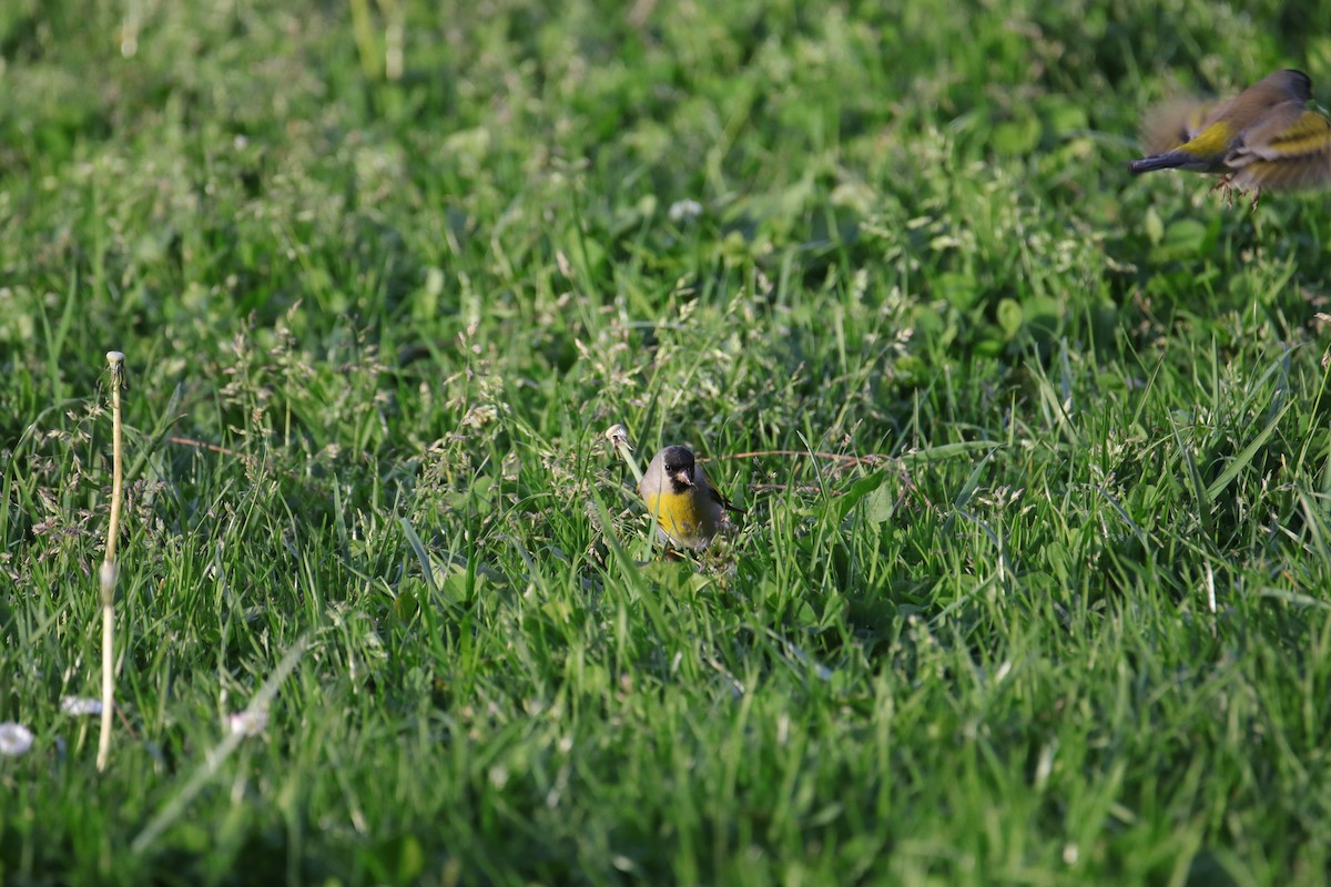 Lawrence's Goldfinch - ML633264231