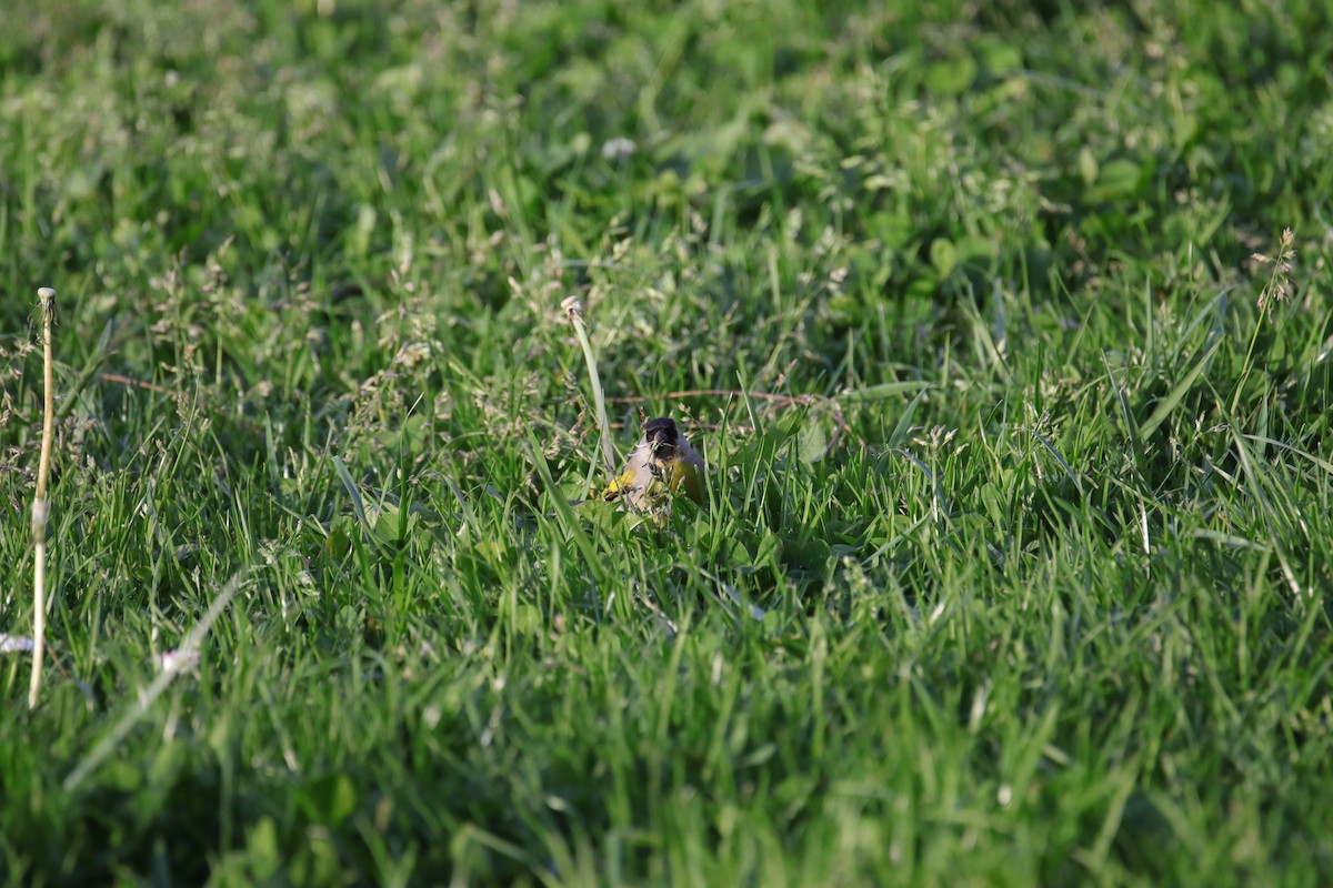 Lawrence's Goldfinch - ML633264232