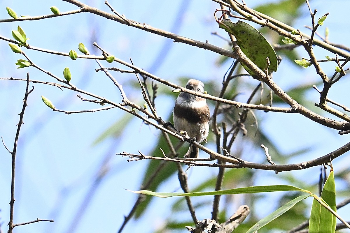 Sooty Tit - ML633264304