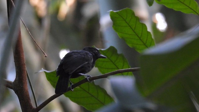 Black Antshrike - ML633264332