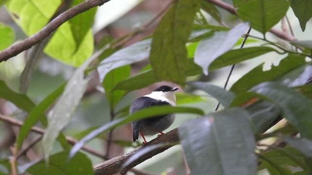 White-bearded Manakin - ML633264376