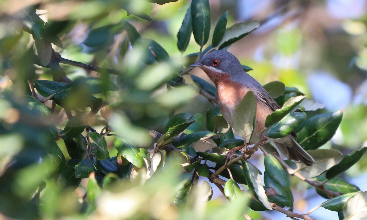 Western Subalpine Warbler - ML633264504