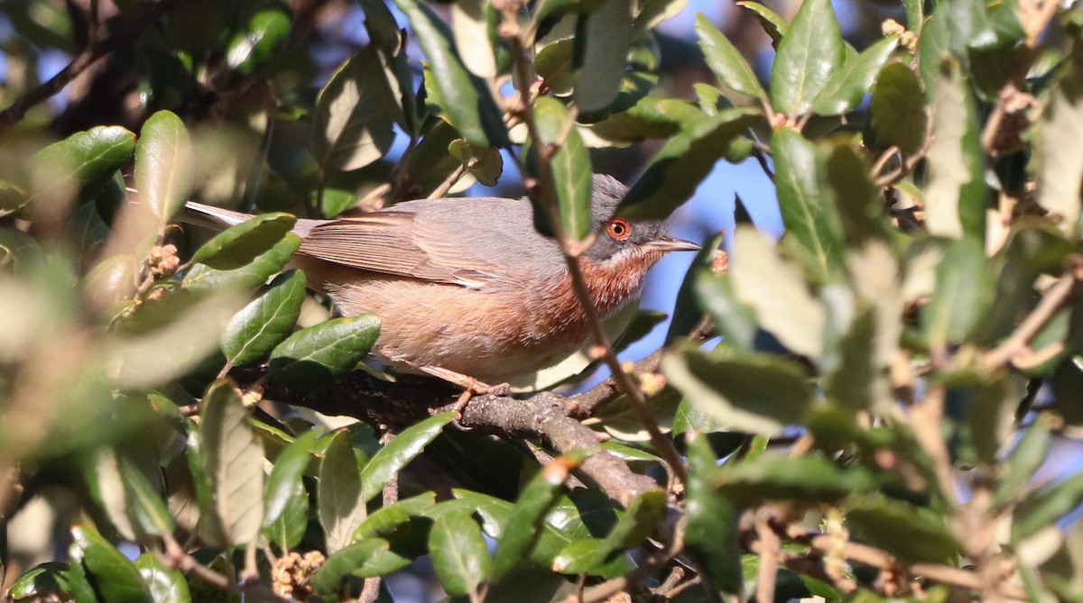 Western Subalpine Warbler - ML633264506