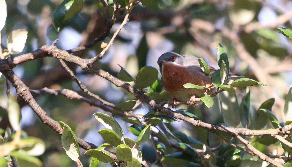 Western Subalpine Warbler - ML633264507