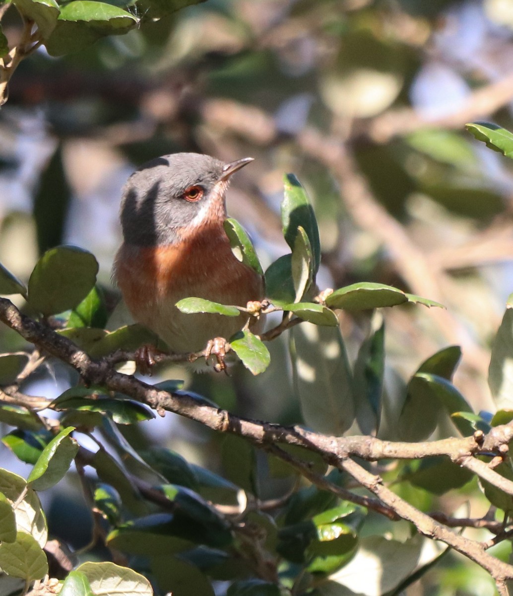 Western Subalpine Warbler - ML633264508