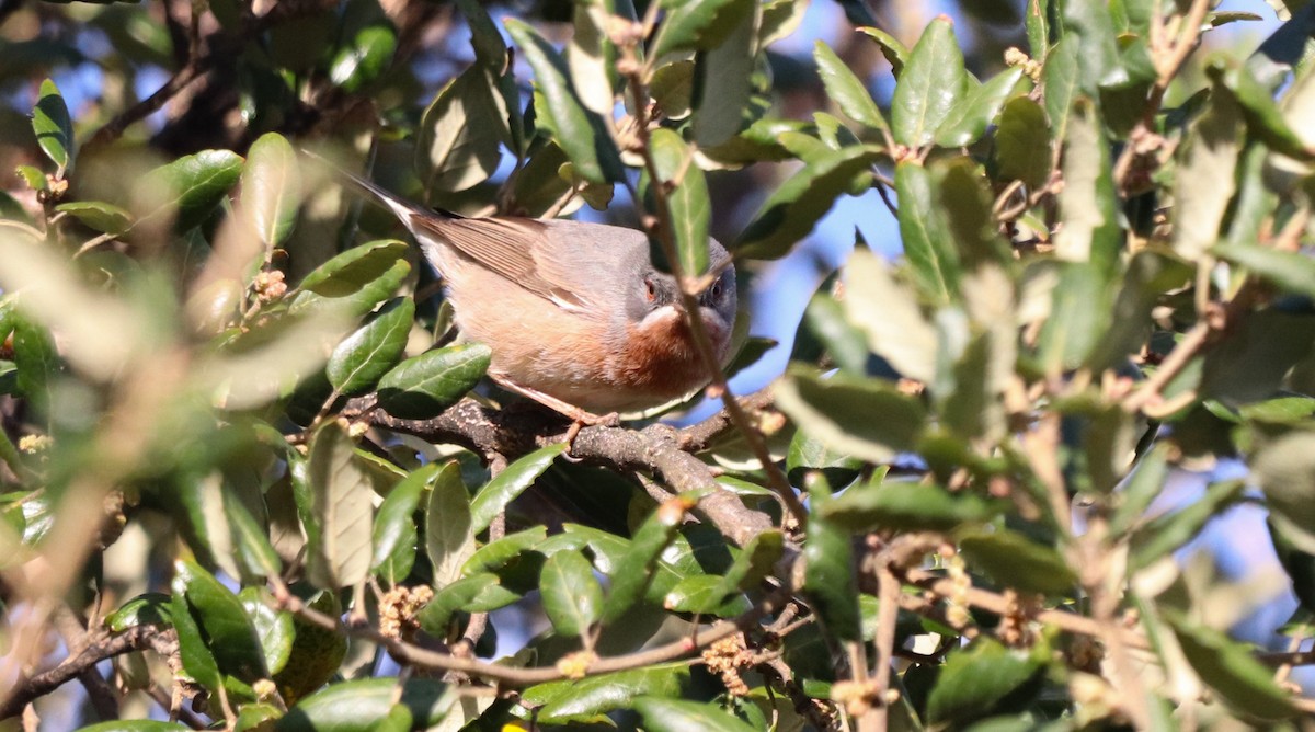 Western Subalpine Warbler - ML633264509