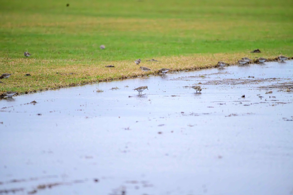 Calidris sp. (peep sp.) - ML633264666