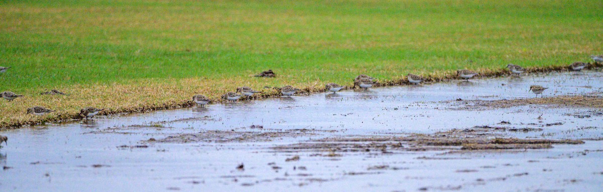 Calidris sp. (peep sp.) - ML633264667