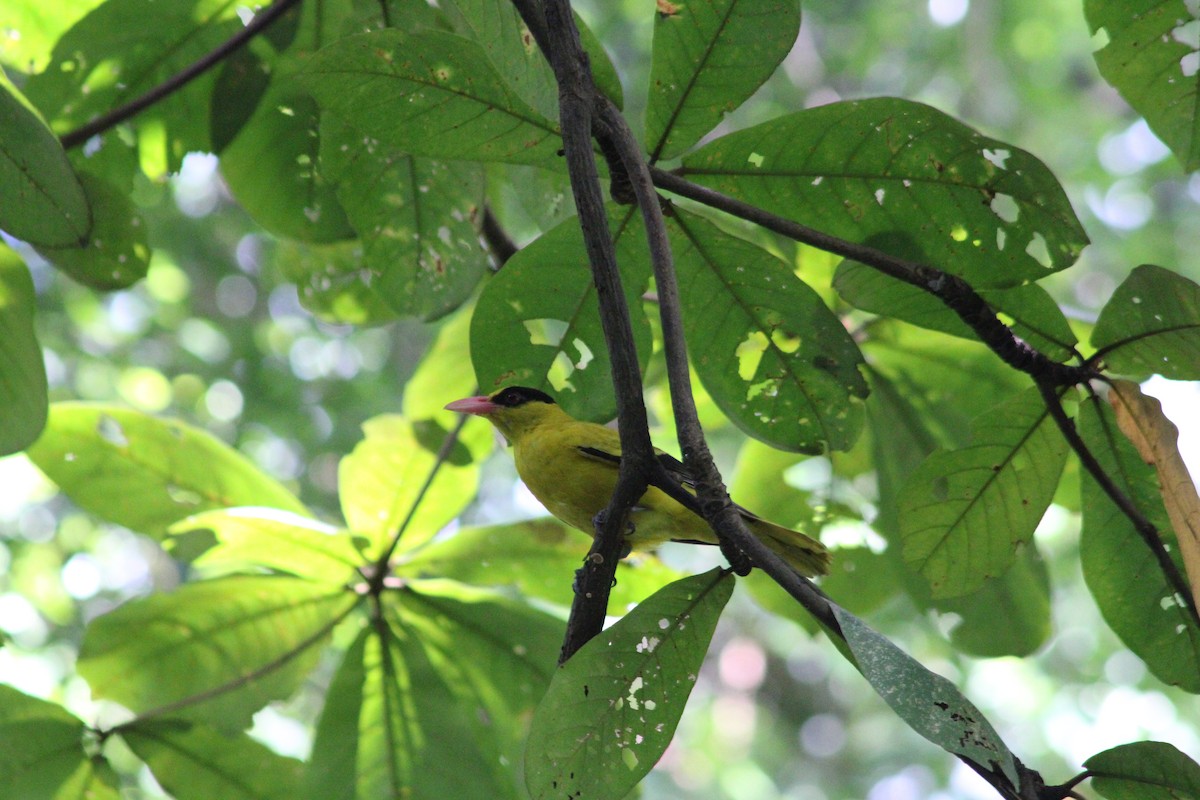 Black-naped Oriole - ML633264703