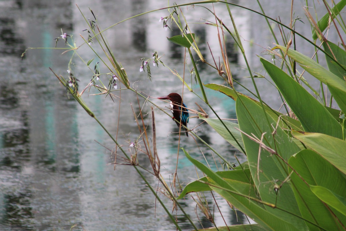 White-throated Kingfisher - ML633264734