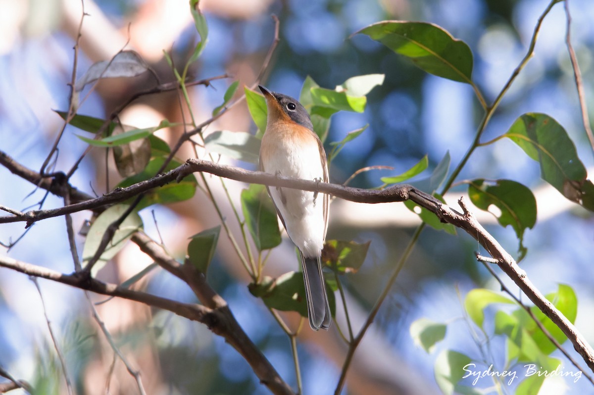 Satin Flycatcher - ML633264749