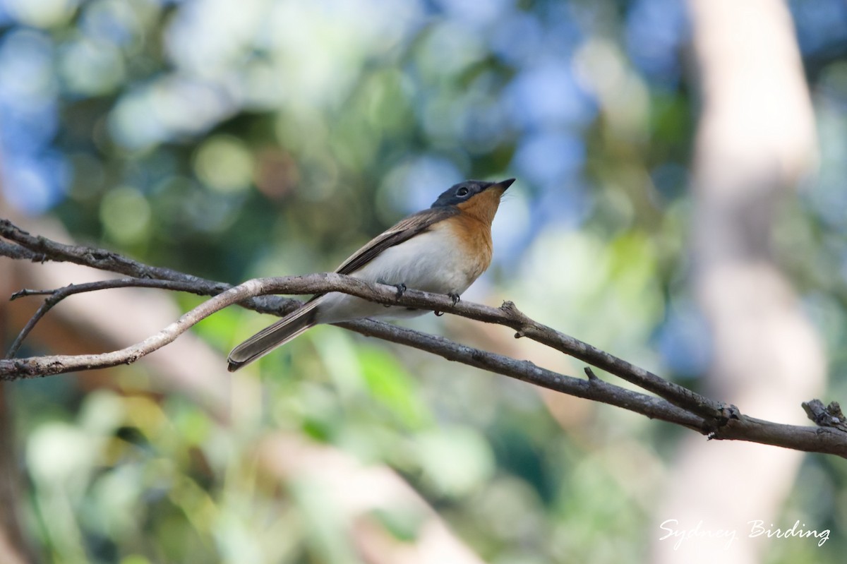 Satin Flycatcher - ML633264755