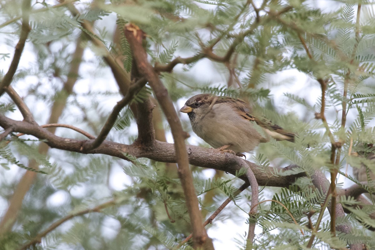House Sparrow - ML633264766