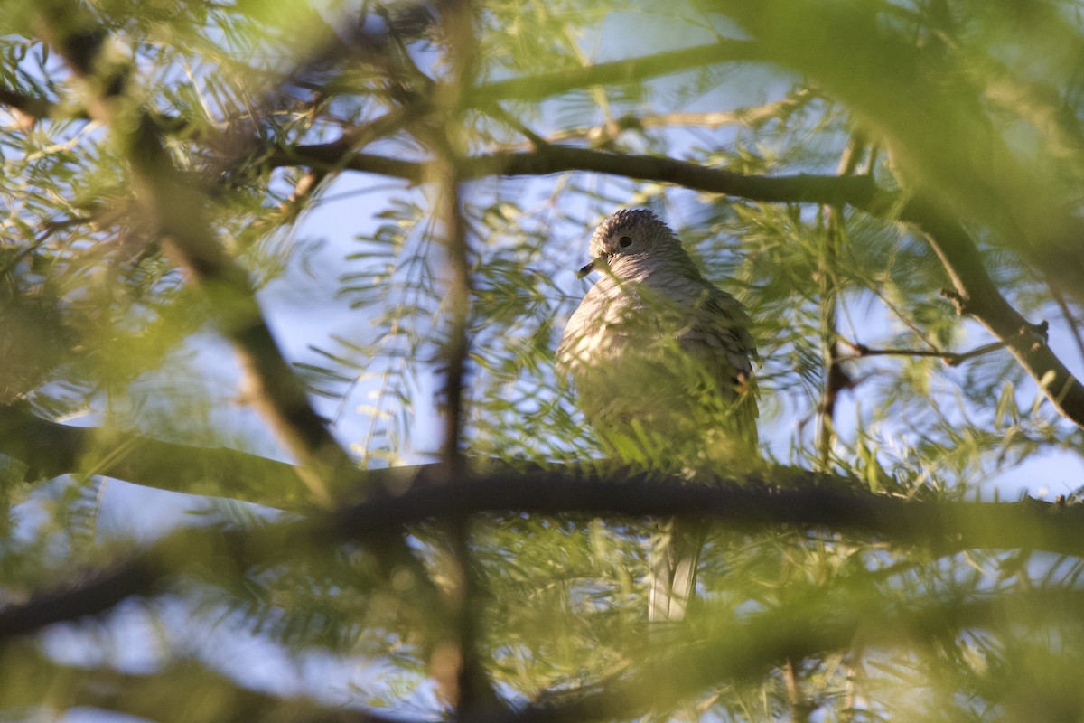 Inca Dove - ML633264771
