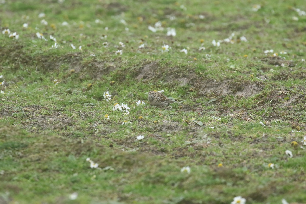 Lapland Longspur - ML633264772