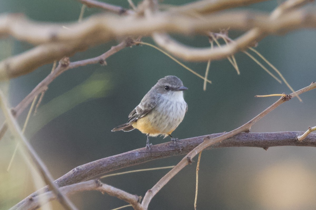Vermilion Flycatcher - ML633264775