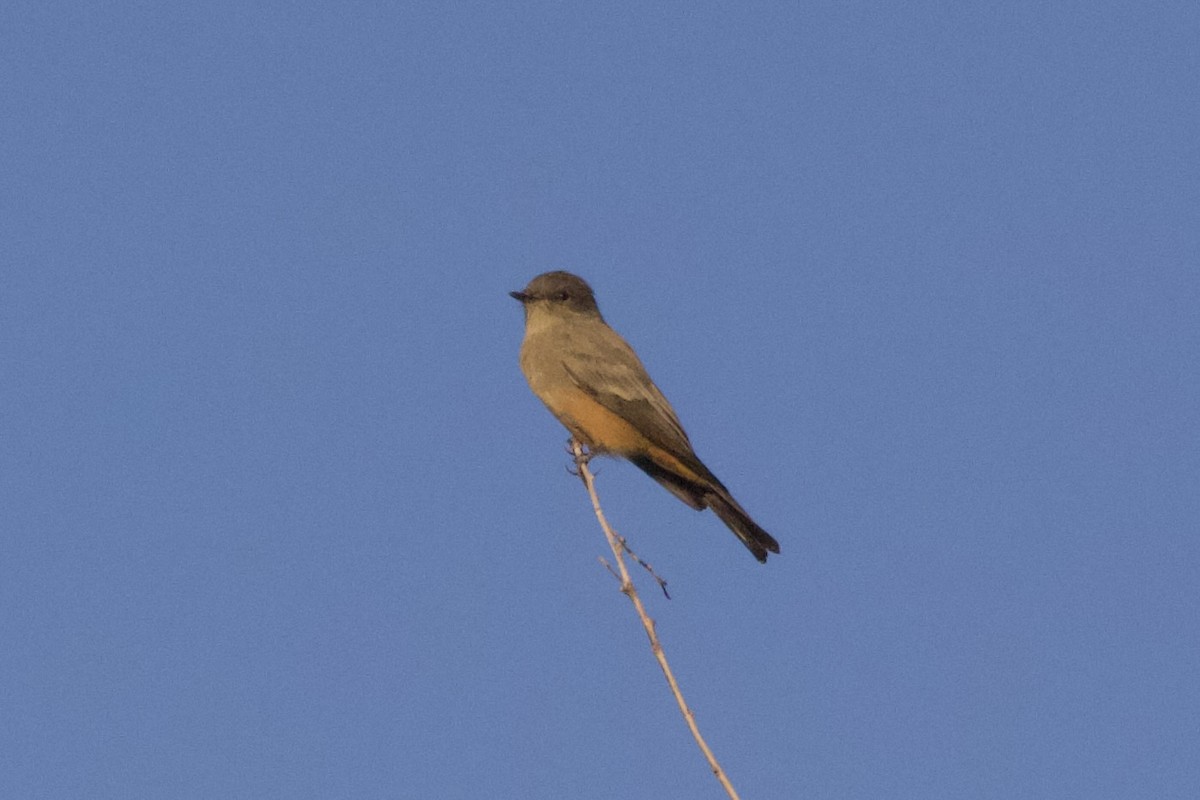 Say's Phoebe - ML633264788