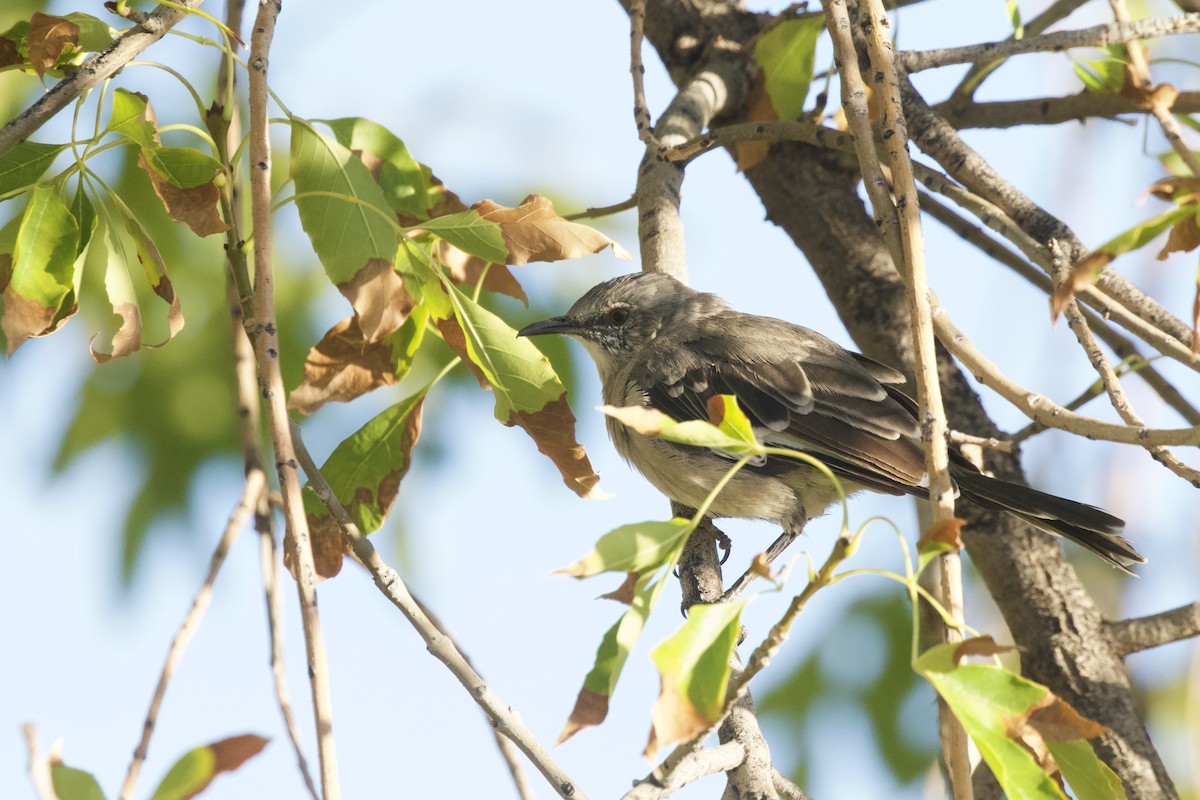 Northern Mockingbird - ML633264792