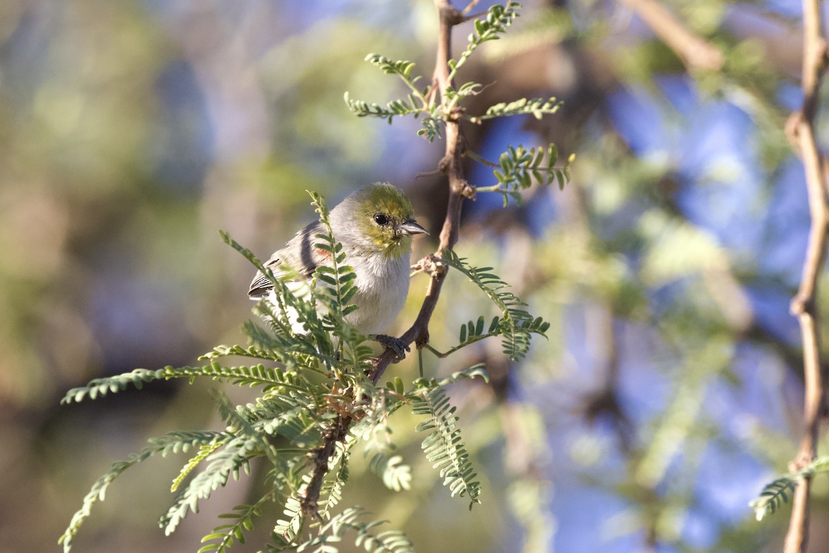 Verdin - ML633264795