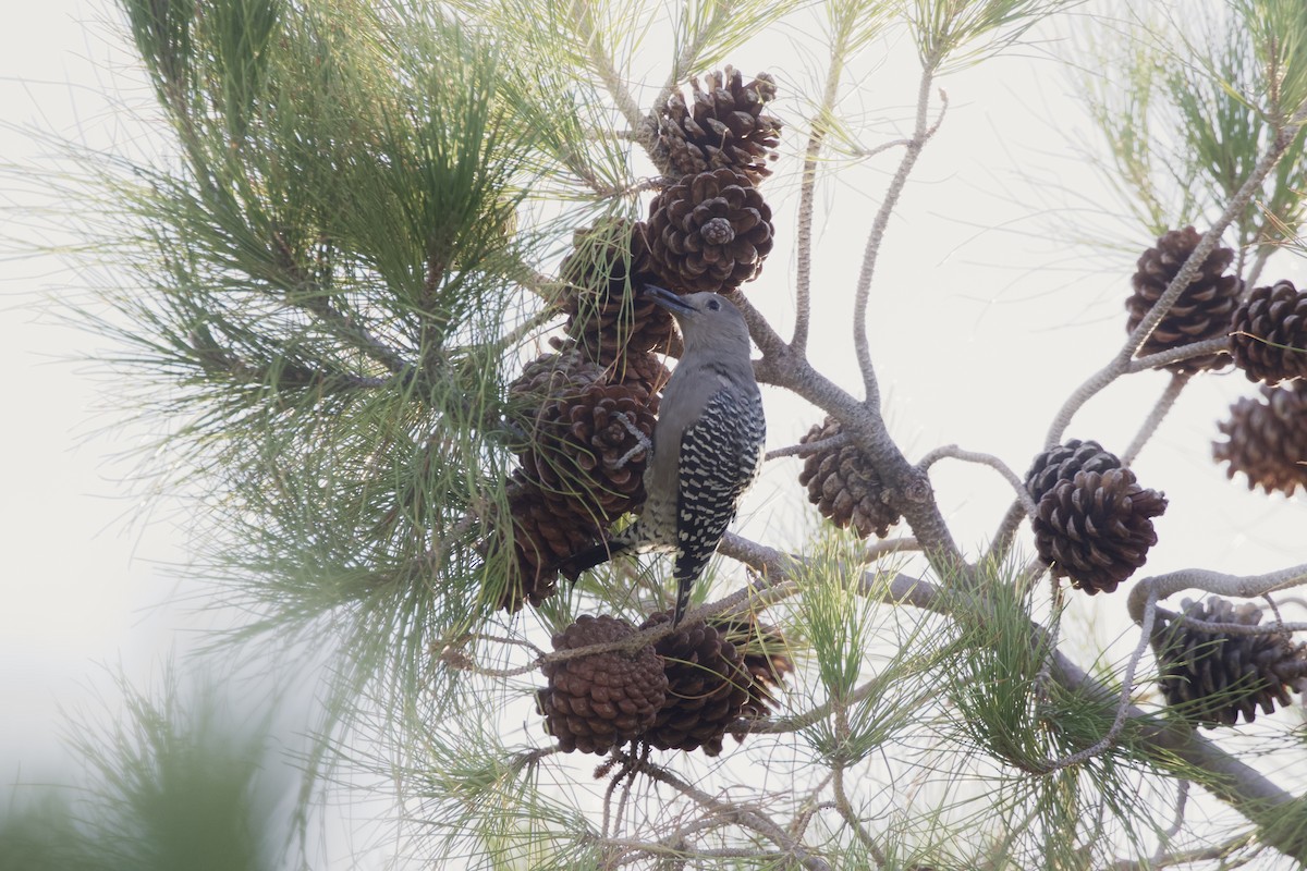 Gila Woodpecker - ML633264800