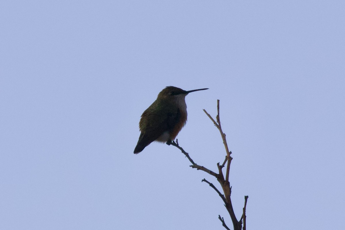 rødkolibri - ML633264803