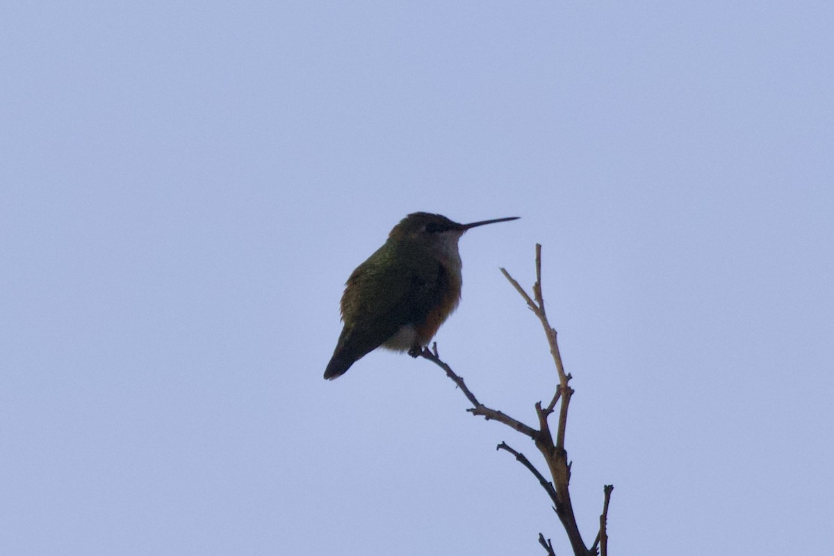 Rufous Hummingbird - ML633264804