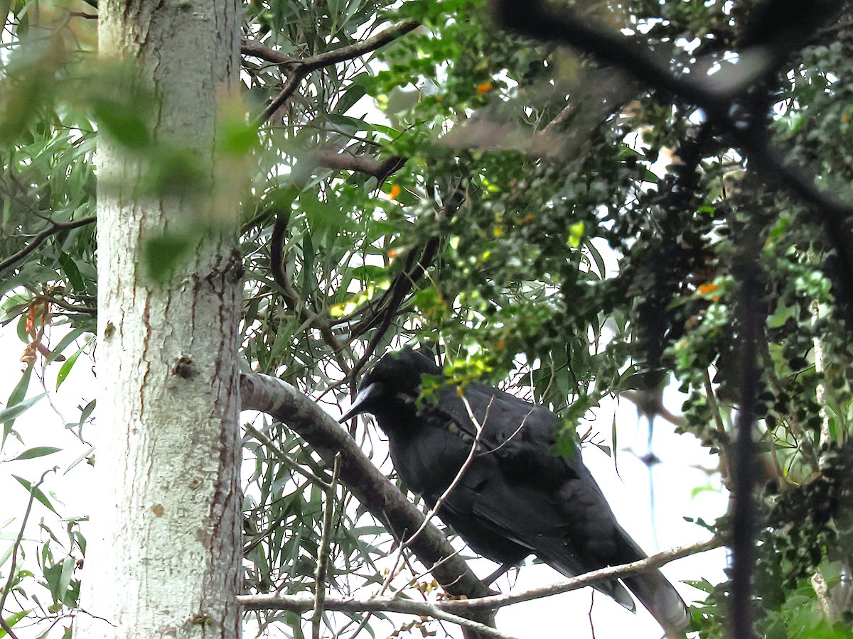 Black Currawong - ML633264852
