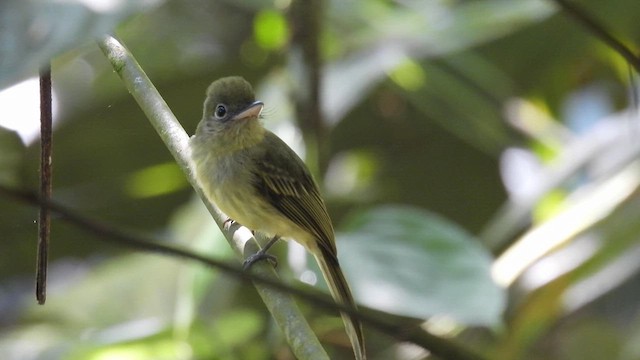 Western Olivaceous Flatbill - ML633265033