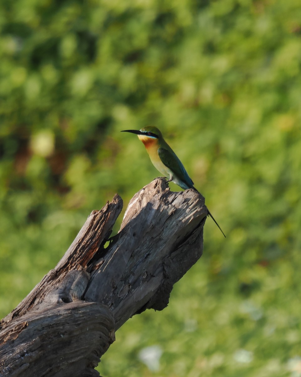 Blue-tailed Bee-eater - Clayton  Peoples