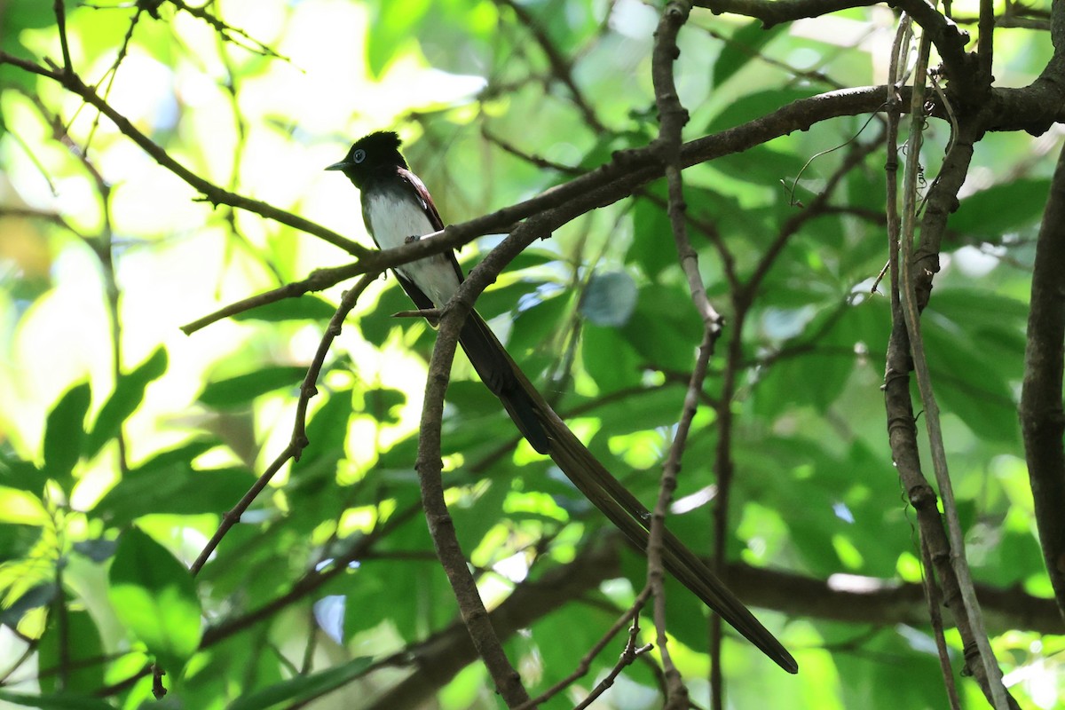 Black Paradise-Flycatcher - ML633265104